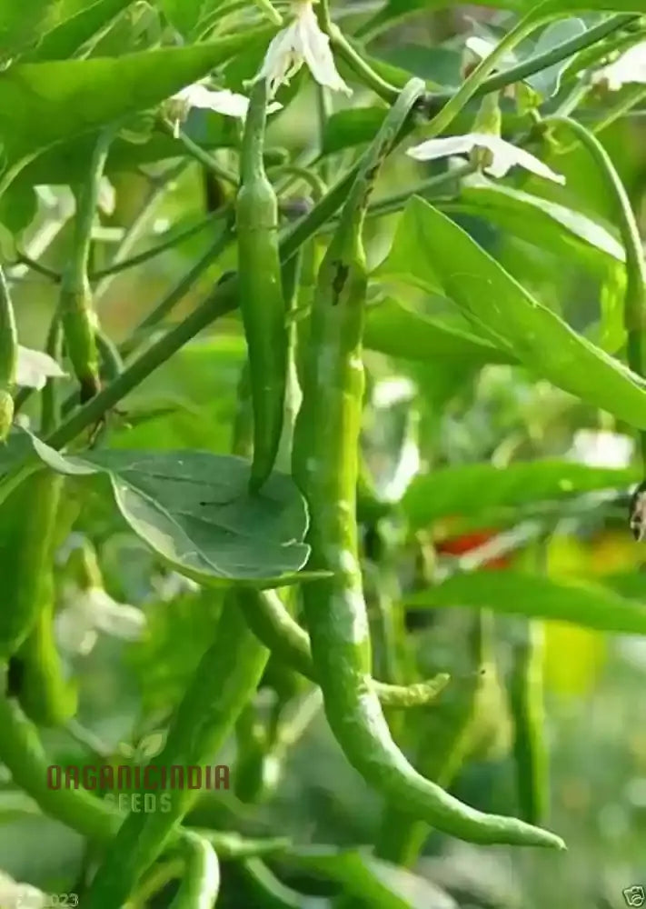 Chilli Seeds Hot Jwala Pariksha Hybrid - Premium Seeds For Successful Planting High-Yield & Spicy