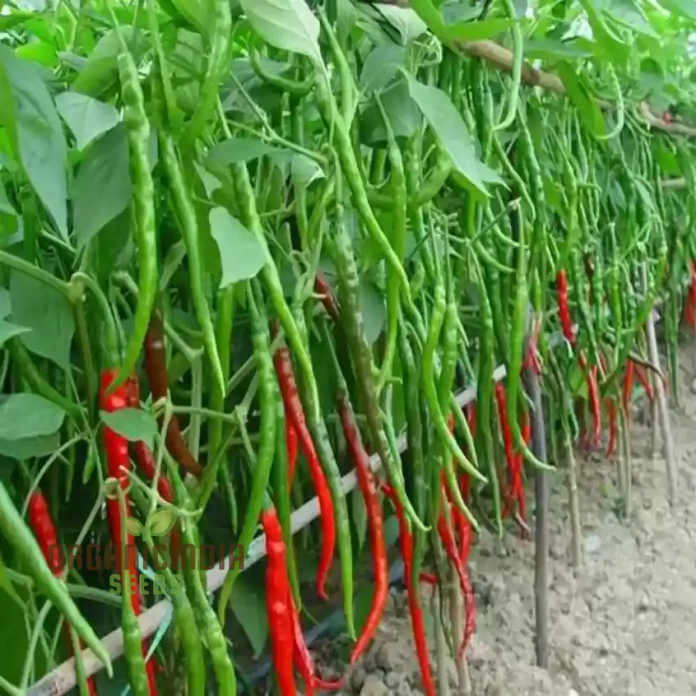 Chilli Seeds Hot Jwala Pariksha Hybrid - Premium Seeds For Successful Planting High-Yield & Spicy