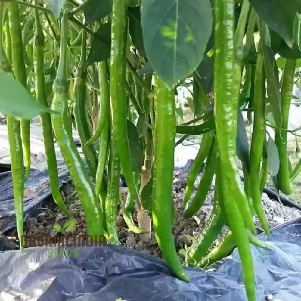 Chilli Seeds Hot Jwala Pariksha Hybrid - Premium Seeds For Successful Planting High-Yield & Spicy