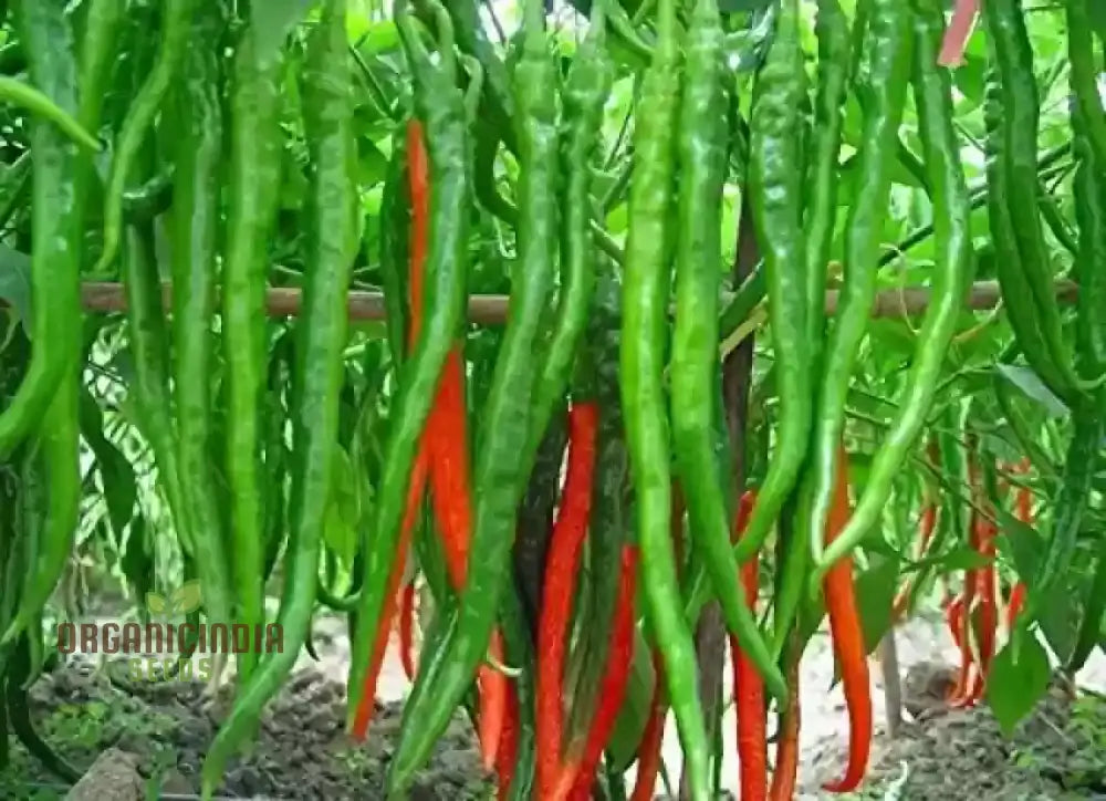 Chilli Seeds Hot Jwala Pariksha Hybrid - Premium Seeds For Successful Planting High-Yield & Spicy