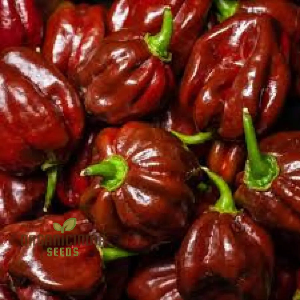 Chilli Seeds - Trinidad 7 Pod Brown For Planting & Gardening