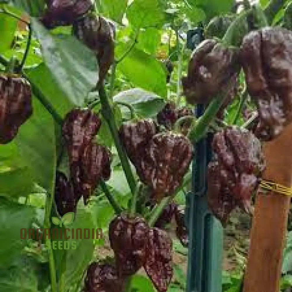 Chilli Seeds - Trinidad 7 Pod Brown For Planting & Gardening