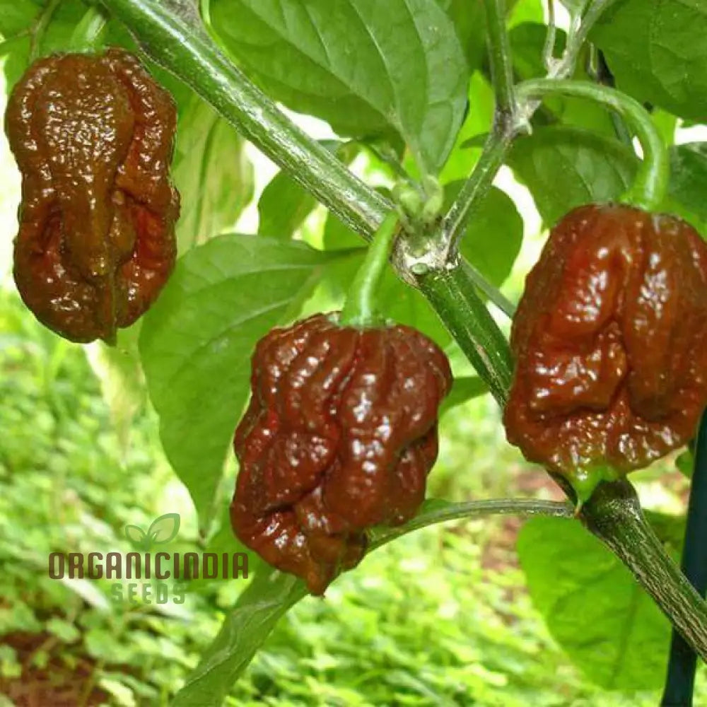 Chilli Seeds - Trinidad 7 Pod Brown For Planting & Gardening