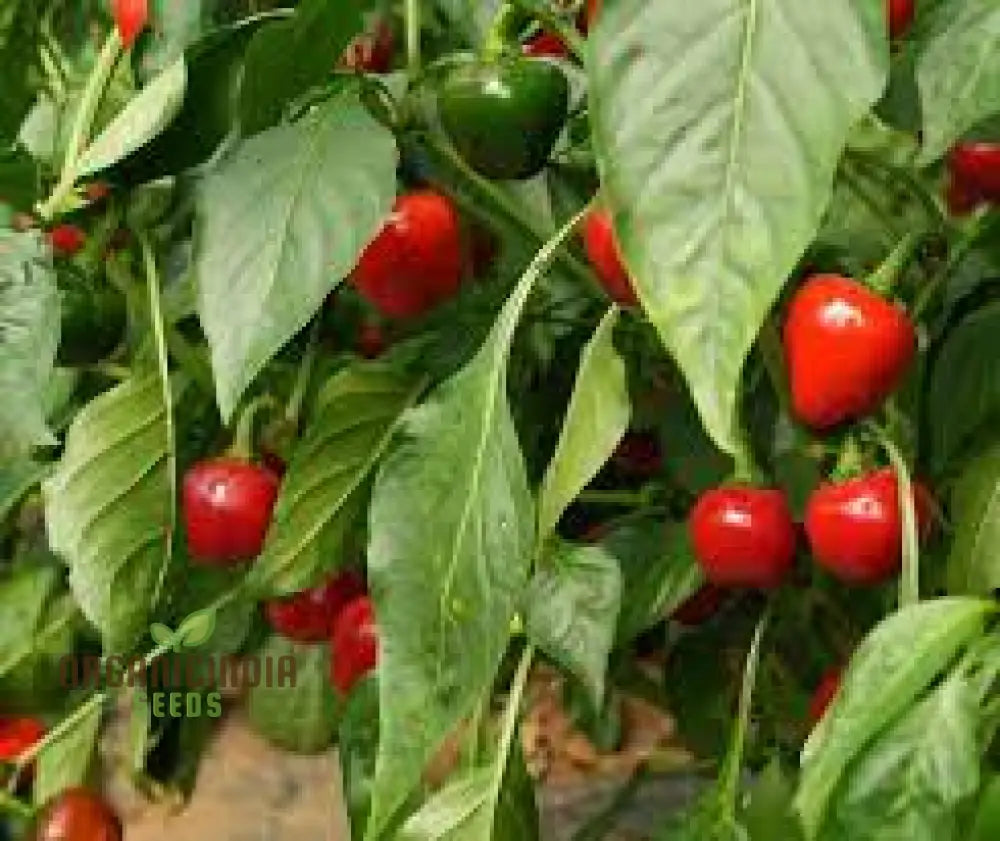 Chilli Somborius Seeds For Gardening | Premium Quality Your Garden