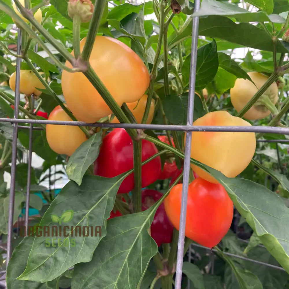 Chilli Somborius Seeds For Gardening | Premium Quality Your Garden