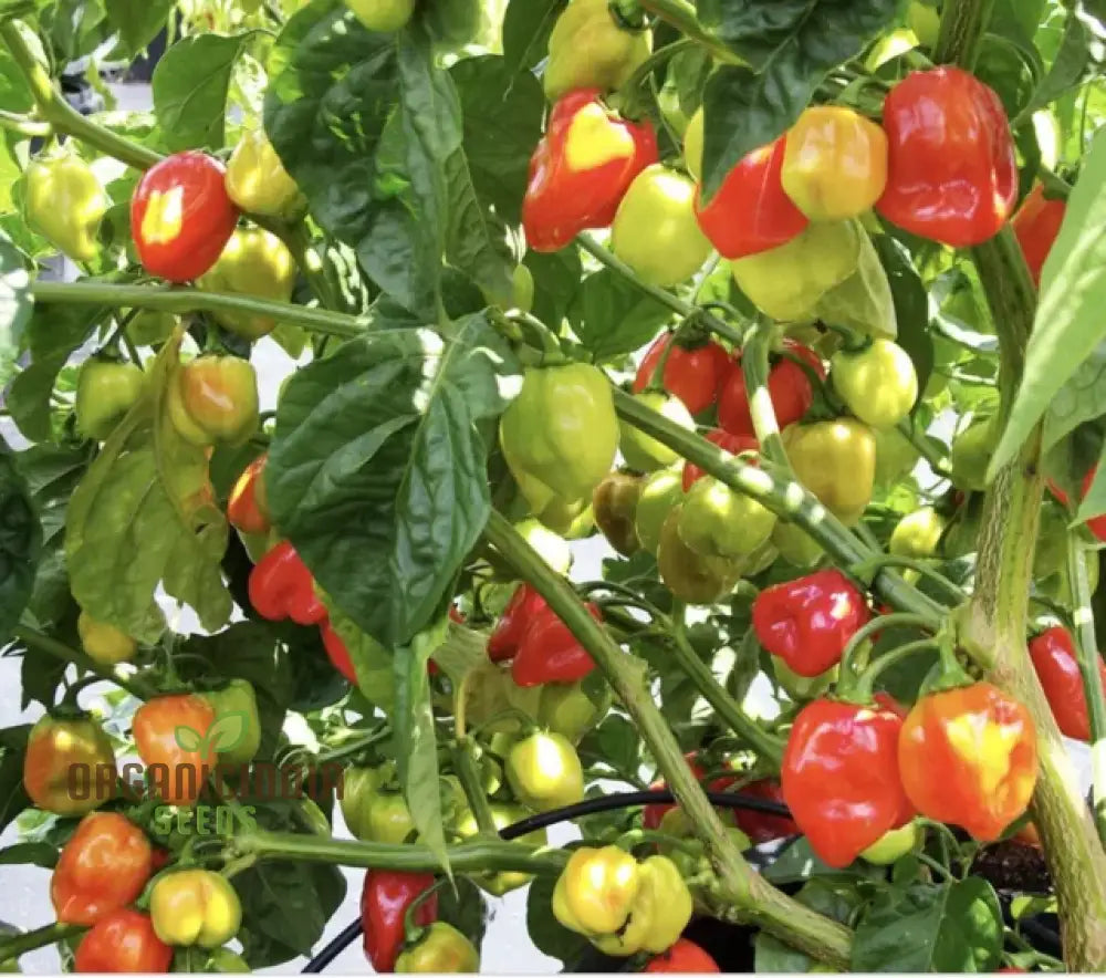 Chilli Somborius Seeds For Gardening | Premium Quality Your Garden