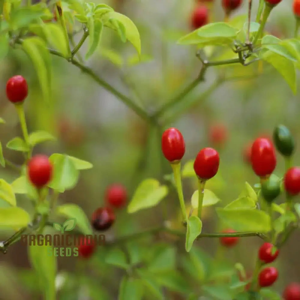 Chilli - Tepin Seeds For Planting | Premium Quality Gardening Enthusiasts