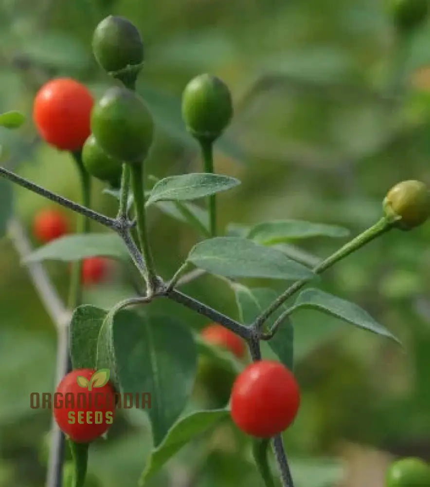 Chilli - Tepin Seeds For Planting | Premium Quality Gardening Enthusiasts