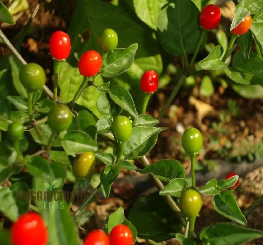 Chilli - Tepin Seeds For Planting | Premium Quality Gardening Enthusiasts