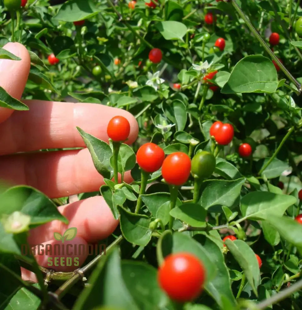 Chilli - Tepin Seeds For Planting | Premium Quality Gardening Enthusiasts