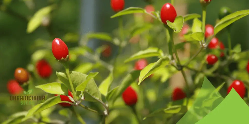 Chilli - Tepin Seeds For Planting | Premium Quality Gardening Enthusiasts