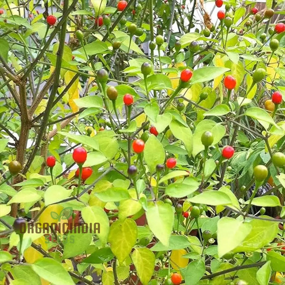 Chilli - Tepin Seeds For Planting | Premium Quality Gardening Enthusiasts