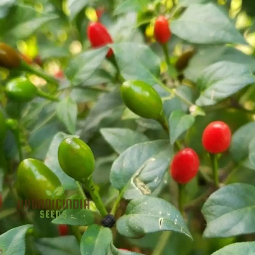 Chilli - Tepin Seeds For Planting | Premium Quality Gardening Enthusiasts