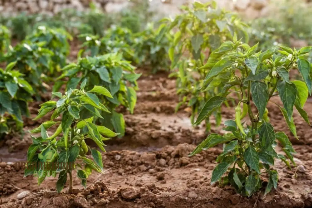 Chilli Vegetable Seeds For Thriving Gardens - Perfect Home Gardeners And Outdoor Planting