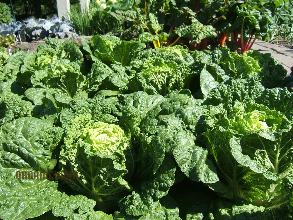 Chinese Cabbage Wong Bok (Napa) Vegetable Seeds Crisp Texture Ideal For Stir-Fries And Salads