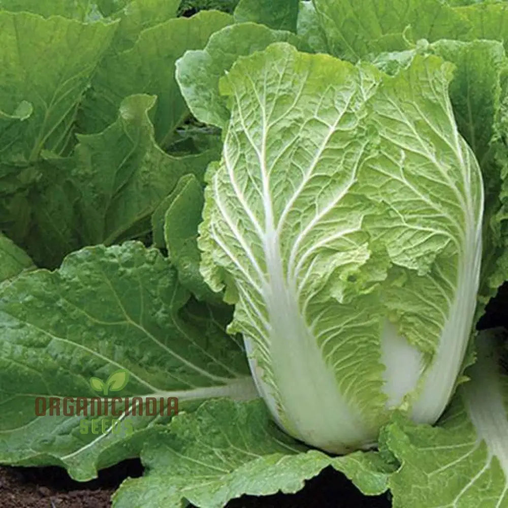 Chinese Cabbage Wong Bok (Napa) Vegetable Seeds Crisp Texture Ideal For Stir-Fries And Salads