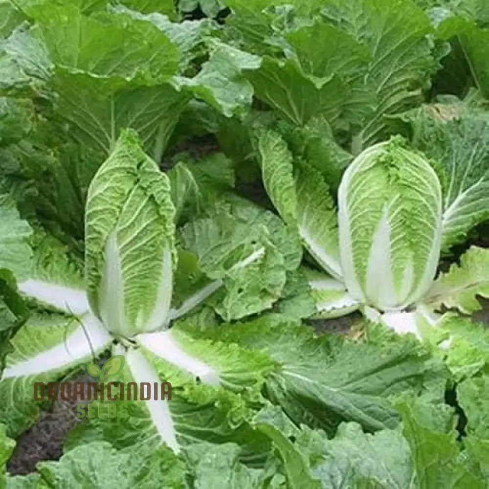 Chinese Cabbage Wong Bok (Napa) Vegetable Seeds Crisp Texture Ideal For Stir-Fries And Salads