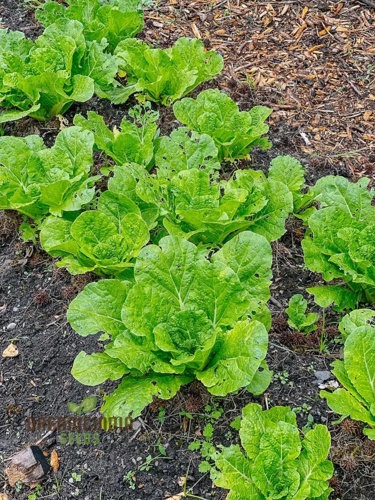 Chinese Cabbage Wong Bok (Napa) Vegetable Seeds Crisp Texture Ideal For Stir-Fries And Salads