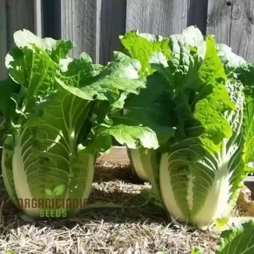 Chinese Cabbage Wong Bok (Napa) Vegetable Seeds Crisp Texture Ideal For Stir-Fries And Salads