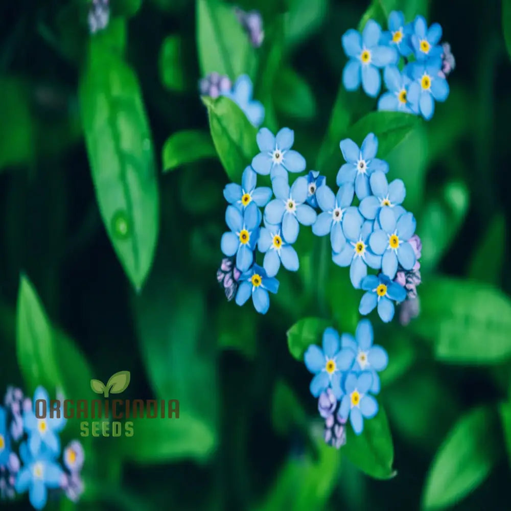 Chinese Forget-Me-Not Seeds: Semi Deep Blue Blooms For Summer & Autumn Gardening In Containers