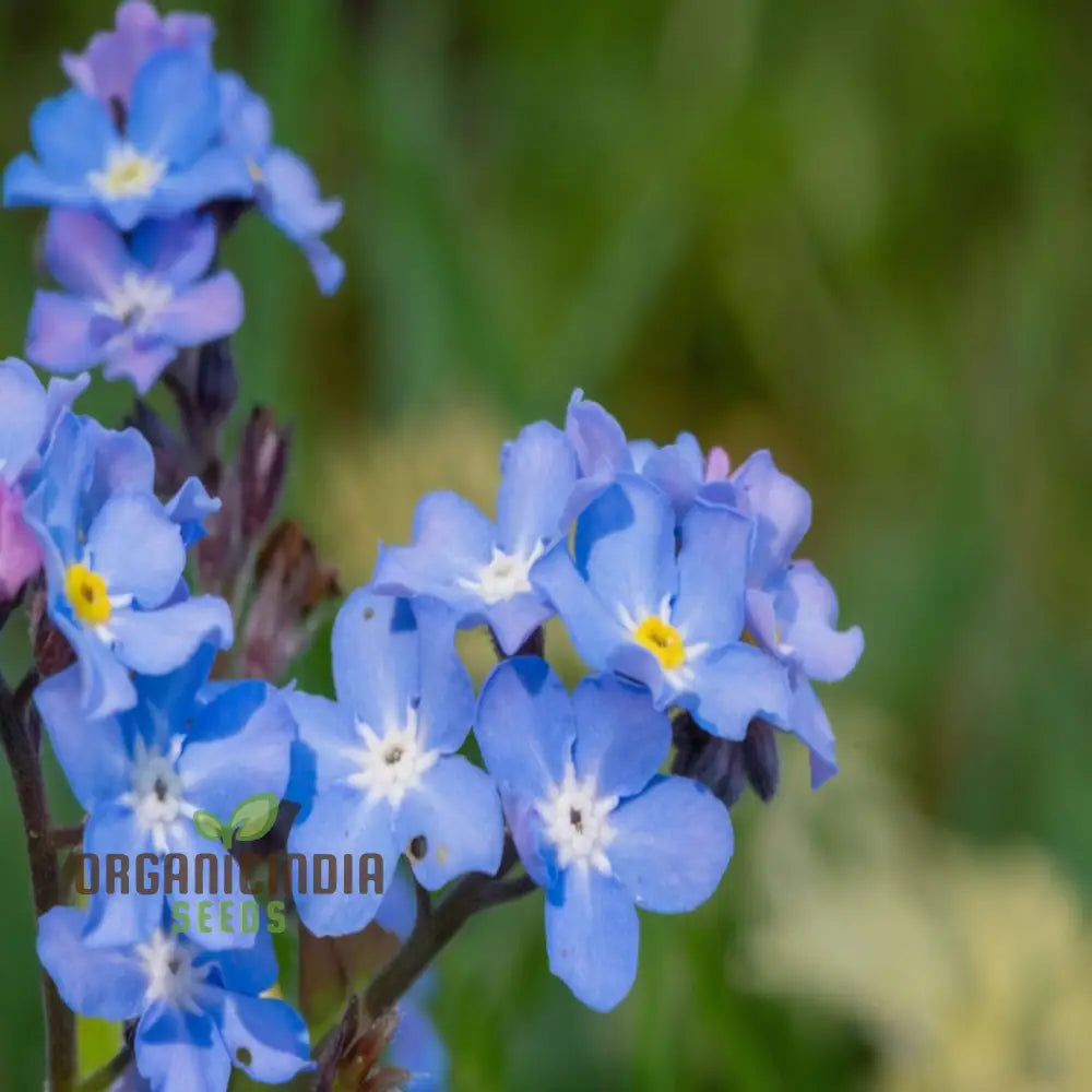 Chinese Forget-Me-Not Seeds: Semi Deep Blue Blooms For Summer & Autumn Gardening In Containers