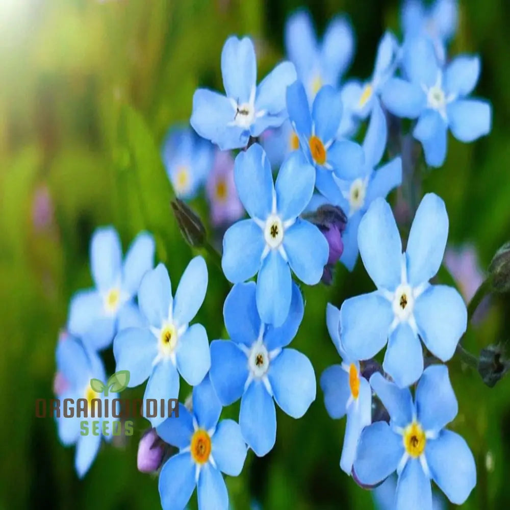 Chinese Forget-Me-Not Seeds: Semi Deep Blue Blooms For Summer & Autumn Gardening In Containers