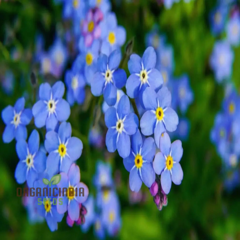 Chinese Forget-Me-Not Seeds: Semi Deep Blue Blooms For Summer & Autumn Gardening In Containers