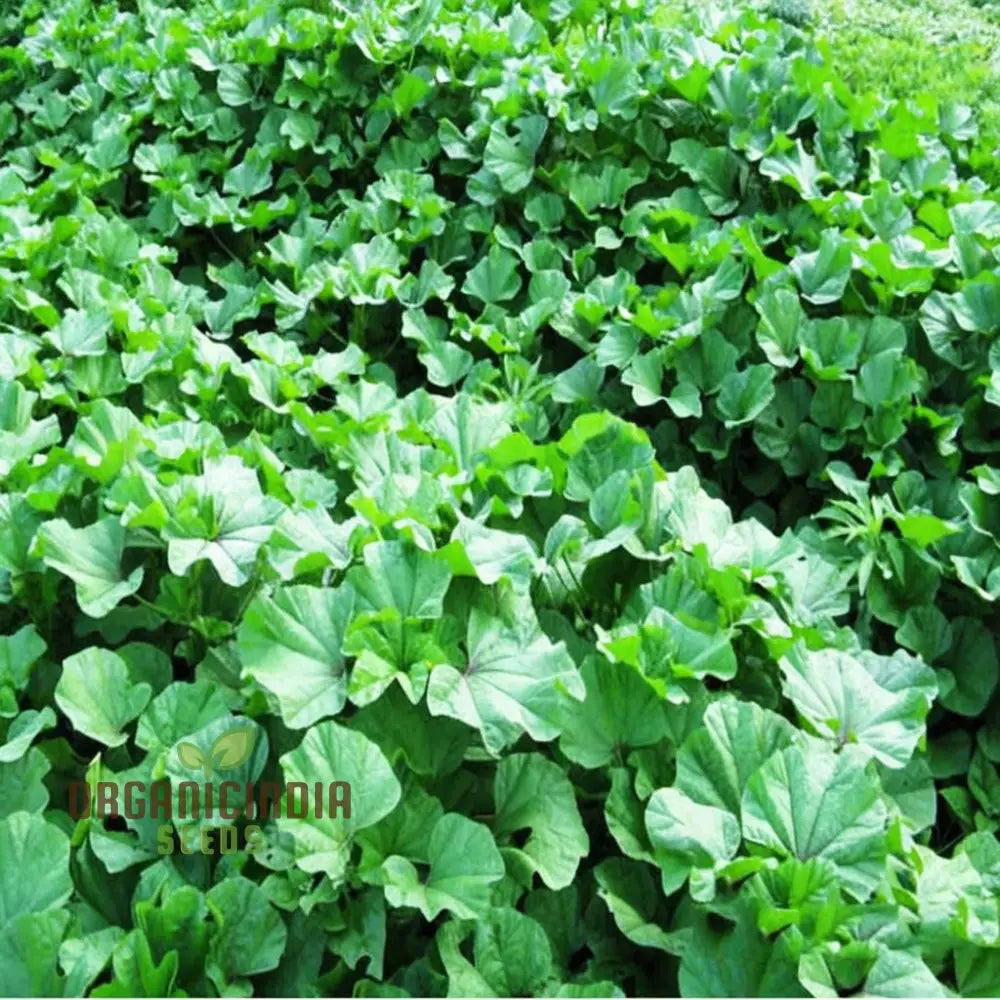 Chinese Mallow Vegetable Seeds - Cultivate Nutrient-Rich Vegetables In Your Garden For Planting And