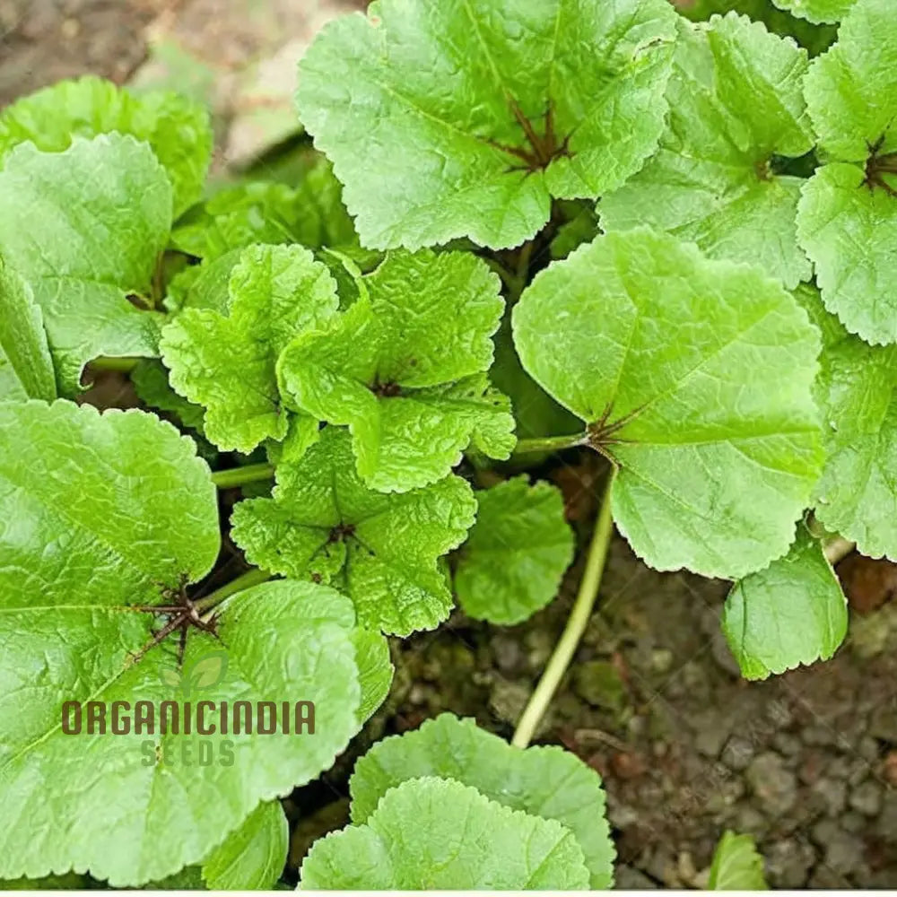 Chinese Mallow Vegetable Seeds - Cultivate Nutrient-Rich Vegetables In Your Garden For Planting And