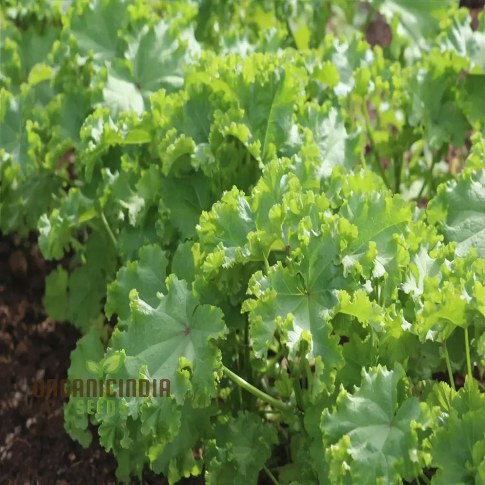 Chinese Mallow Vegetable Seeds - Cultivate Nutrient-Rich Vegetables In Your Garden For Planting And