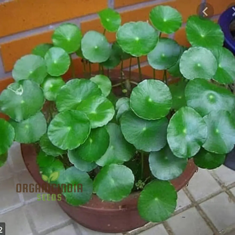 Chinese Money Plant Seeds - Cultivate Prosperity In Your Garden With These Exotic Gardening