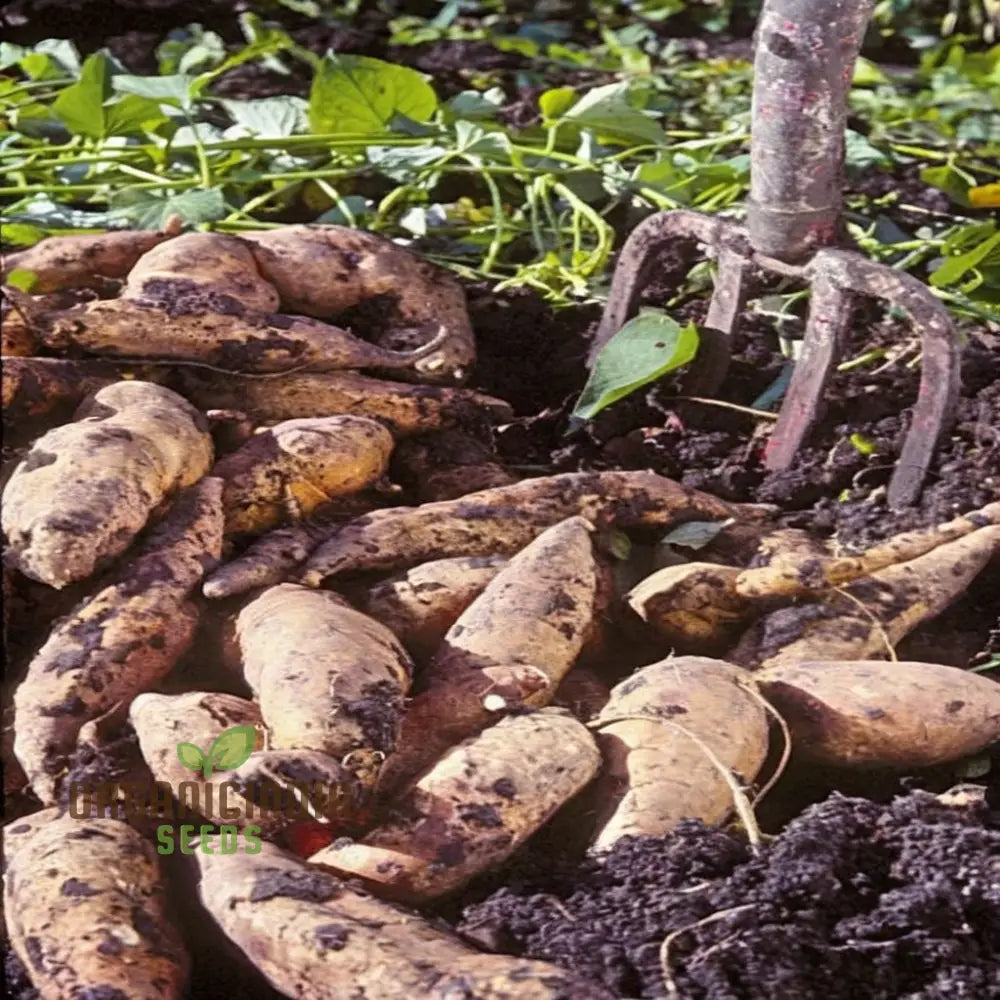 Chinese Yam Vegetable Seeds Nutritious And Versatile Tubers Easy-To-Grow Bountiful Healthful Harvest