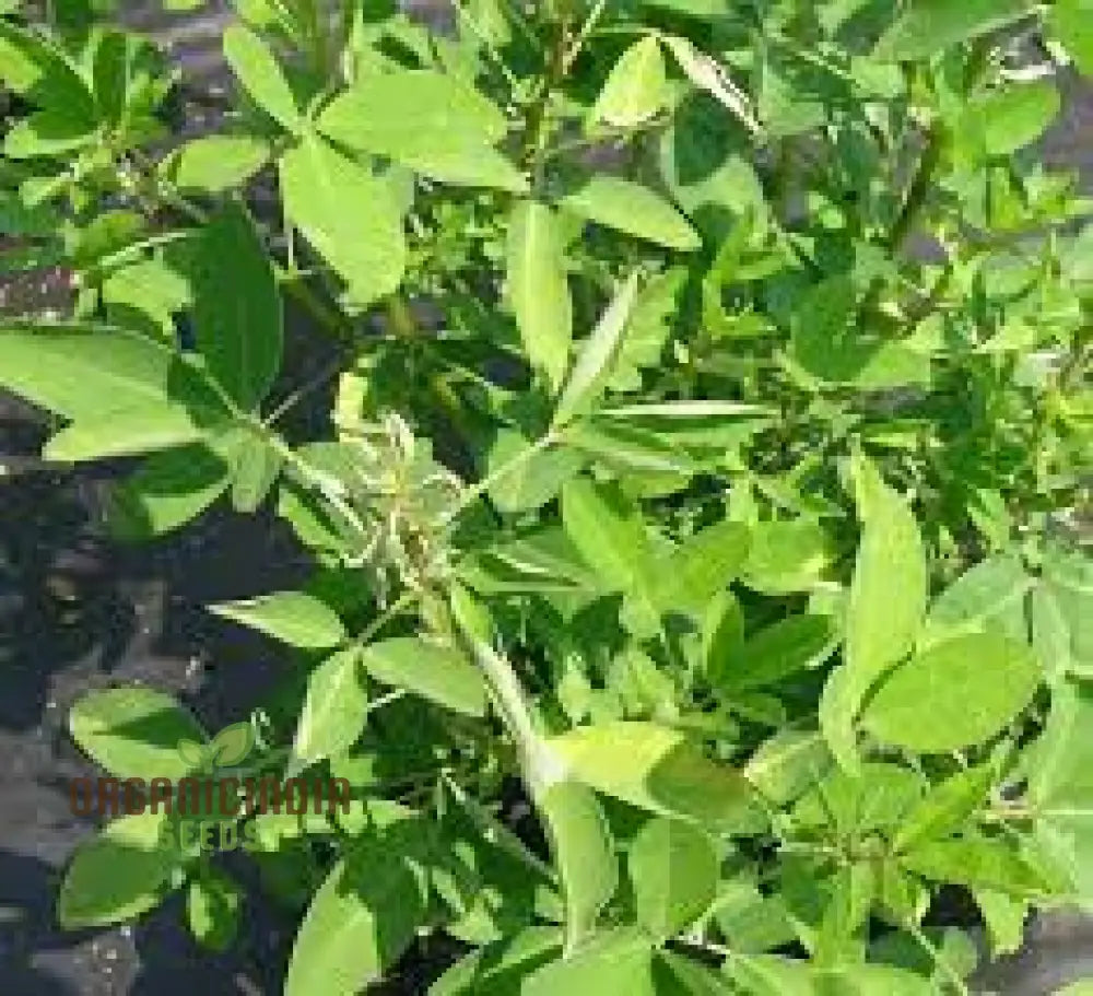 Chipili Seeds Guatemala Buy Plant Guatemalan