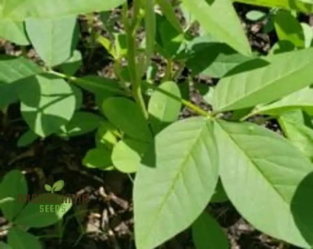 Chipili Seeds Guatemala Buy Plant Guatemalan