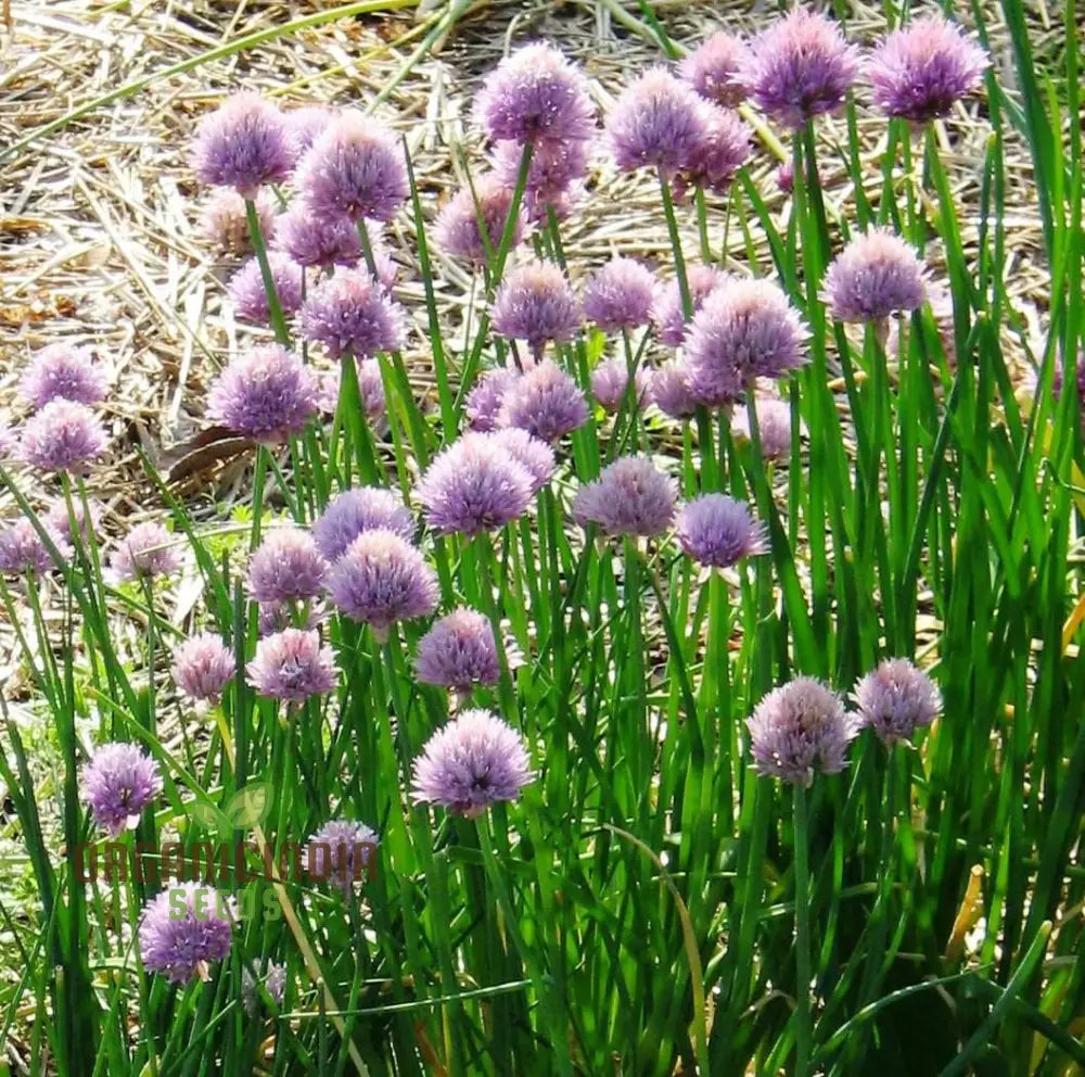 Chive Seeds For Gardening Enthusiasts: Grow Fresh Herbs In Your Garden With High-Quality