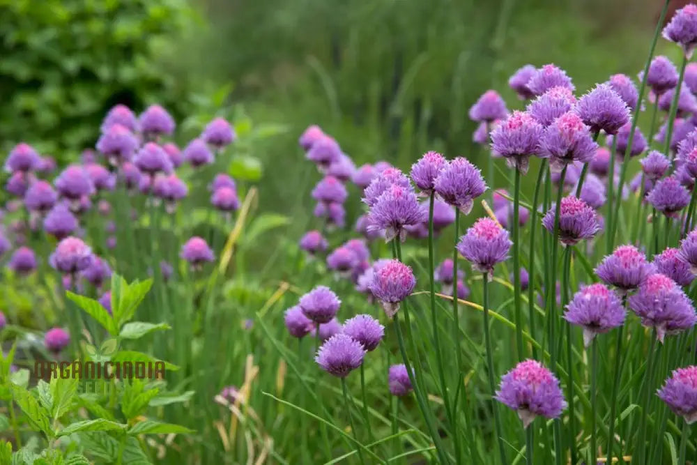 Chive Seeds For Gardening Enthusiasts: Grow Fresh Herbs In Your Garden With High-Quality