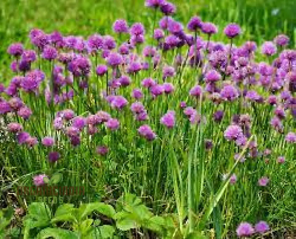 Chive Seeds For Gardening Enthusiasts: Grow Fresh Herbs In Your Garden With High-Quality