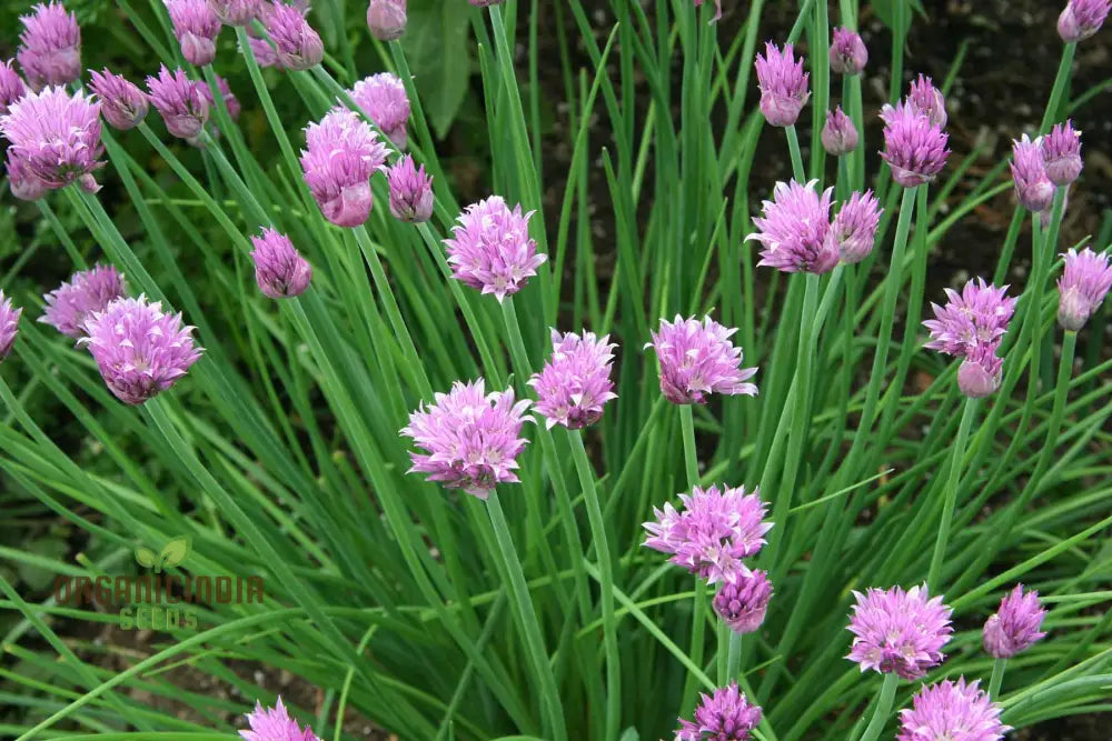 Chive Seeds For Gardening Enthusiasts: Grow Fresh Herbs In Your Garden With High-Quality