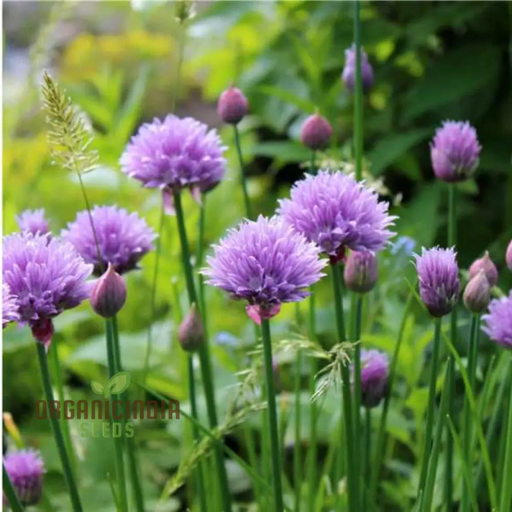 Chives - Perennial Flower Seeds Enhance Your Garden With Flavorful Blooms And Expert Planting Tips