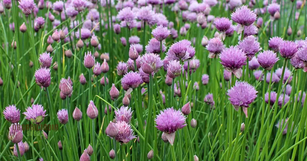 Chives - Perennial Flower Seeds Enhance Your Garden With Flavorful Blooms And Expert Planting Tips