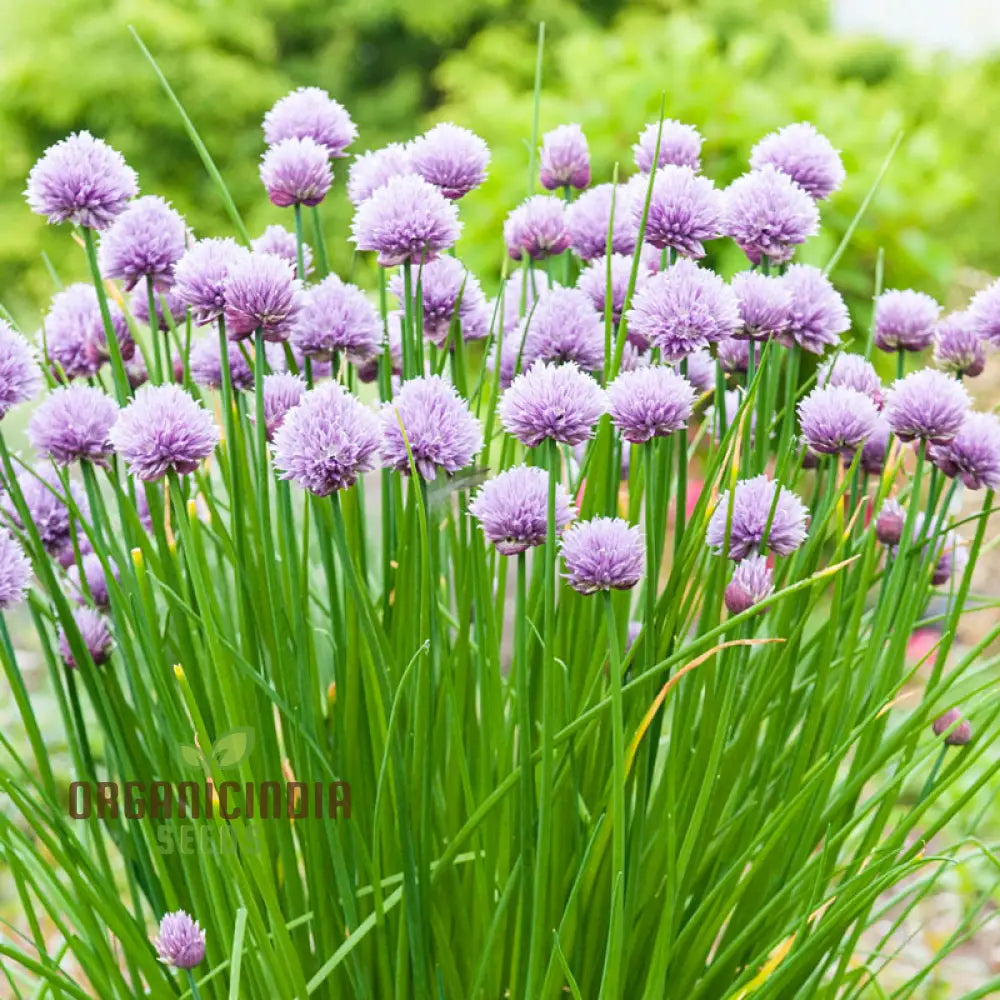 Chives - Perennial Flower Seeds Enhance Your Garden With Flavorful Blooms And Expert Planting Tips