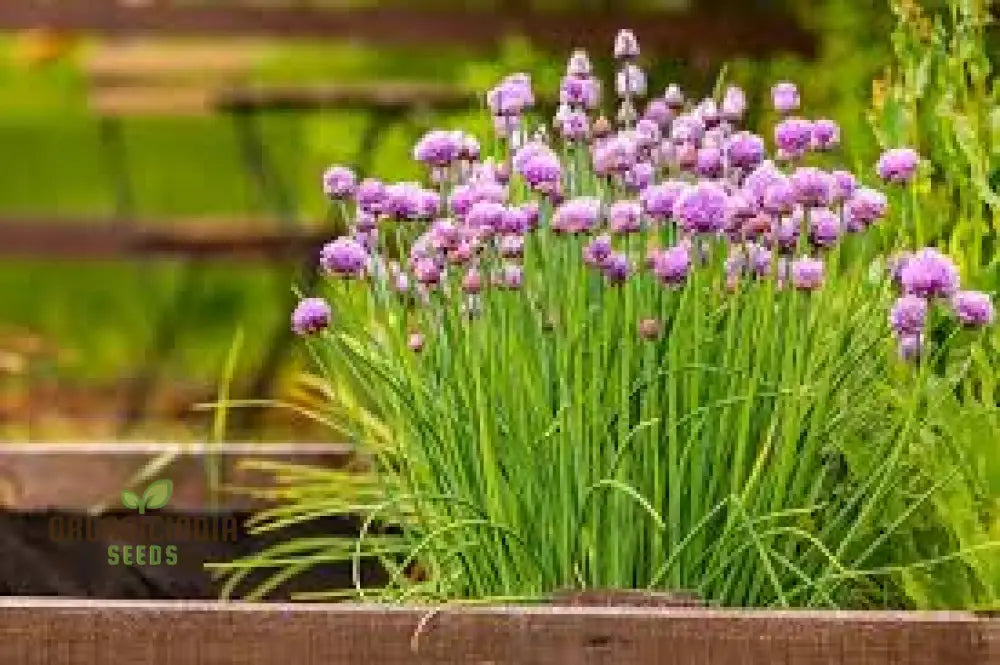 Chives - Perennial Flower Seeds Enhance Your Garden With Flavorful Blooms And Expert Planting Tips