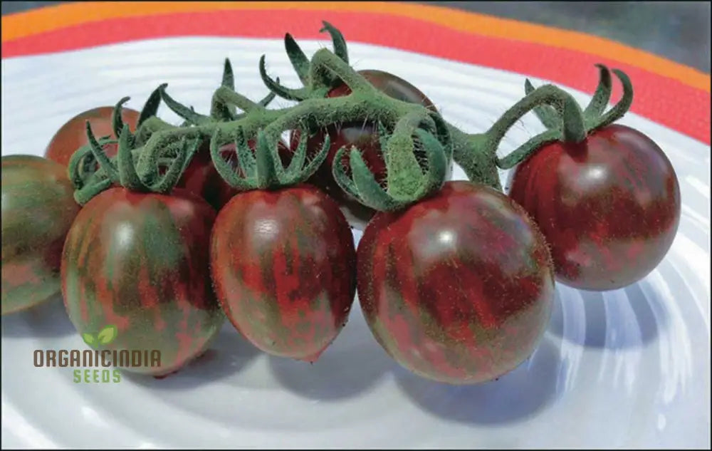 Chocolate Sprinkles Tomato Seeds - Premium Quality Flowers For Planting