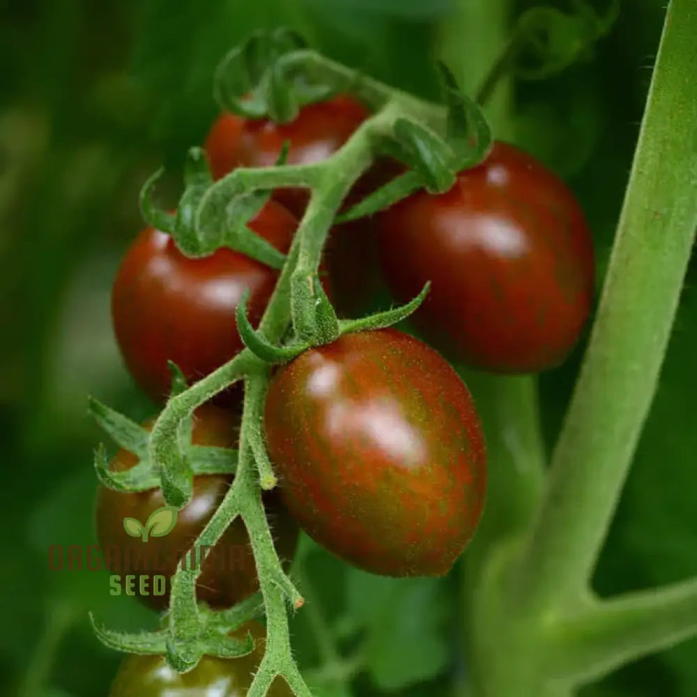 Chocolate Sprinkles Tomato Seeds - Premium Quality Flowers For Planting