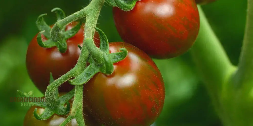 Chocolate Sprinkles Tomato Seeds - Premium Quality Flowers For Planting