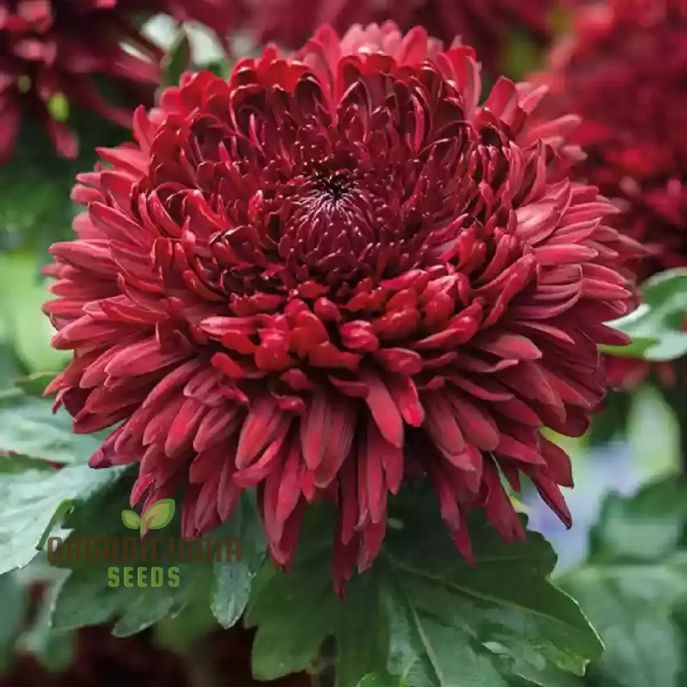 Chrysanthemum Ornamental Flower Seeds For Planting - 100 Pcs Seeds