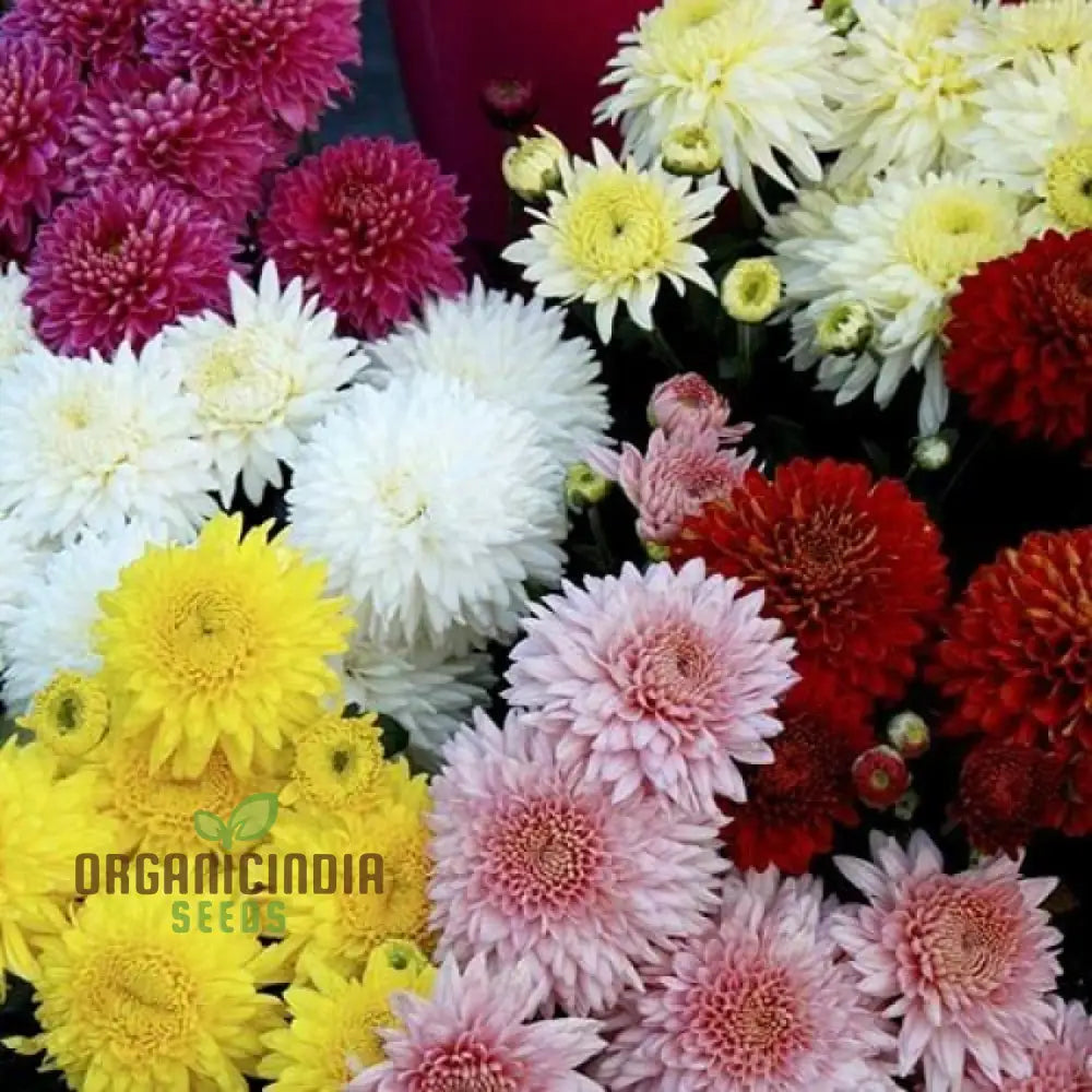 Chrysanthemum Ornamental Flower Seeds For Planting - 100 Pcs Seeds