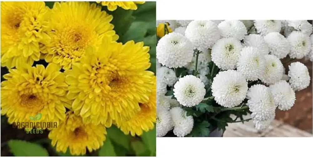 Chrysanthemum Ornamental Flower Seeds For Planting - 100 Pcs Seeds