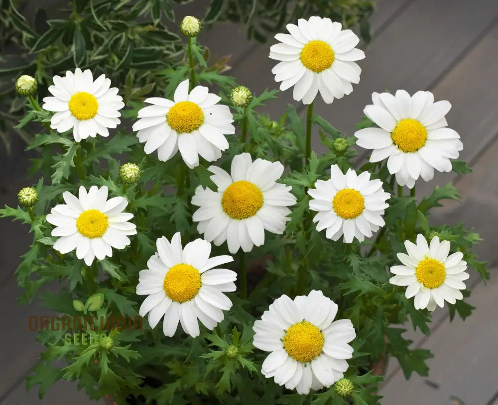 Chrysanthemum Paludosum Seeds For Gardening Enthusiasts - Buy Flower Online