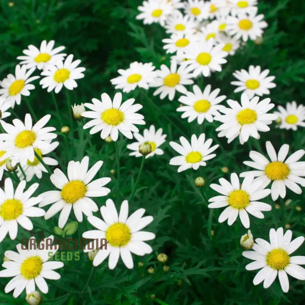 Chrysanthemum Paludosum Seeds For Gardening Enthusiasts - Buy Flower Online